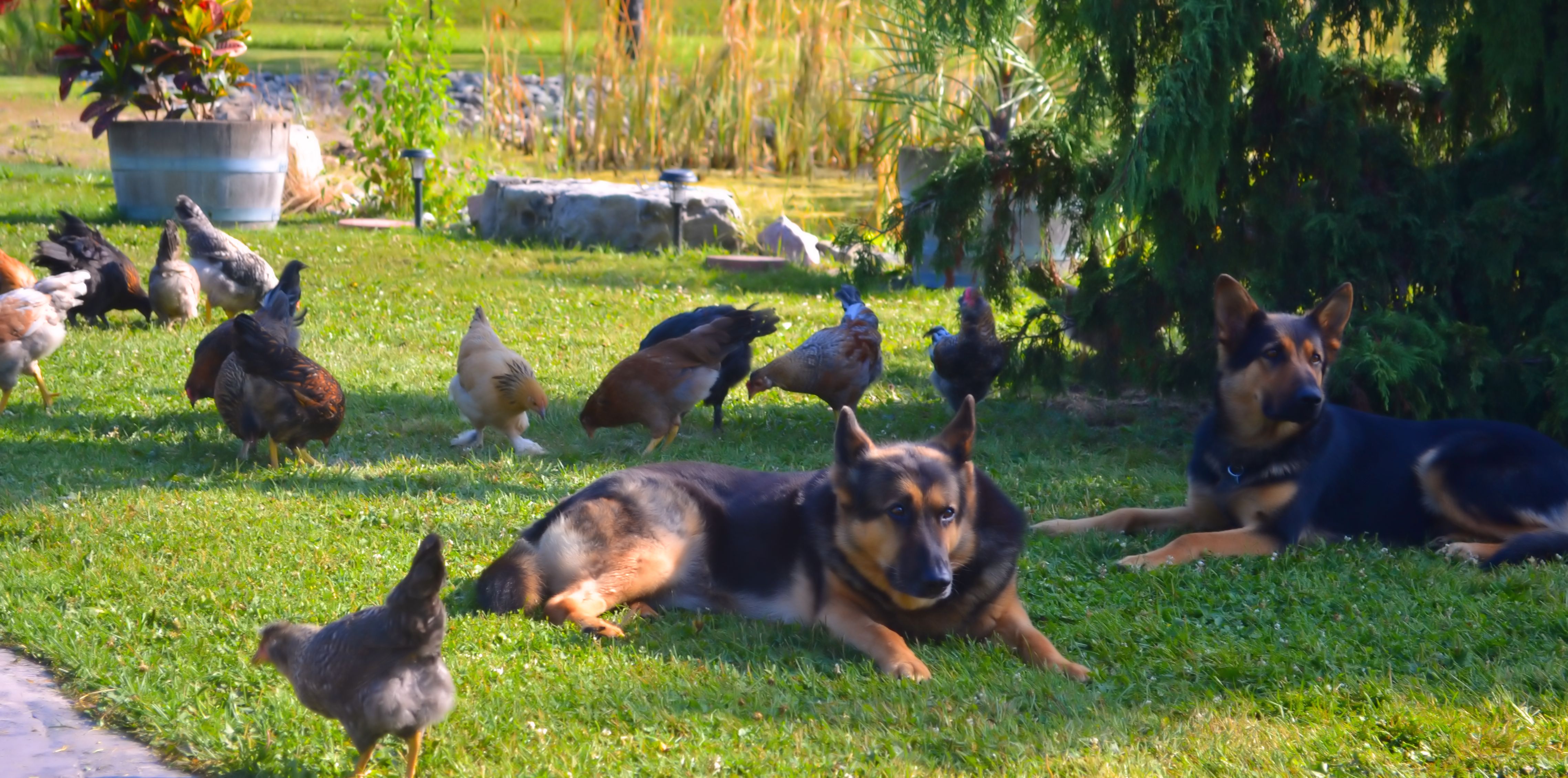 are german shepard dogs good with chickens